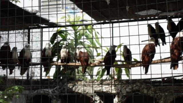 セブ動物園（Cebu Zoo）檻の中の鷹