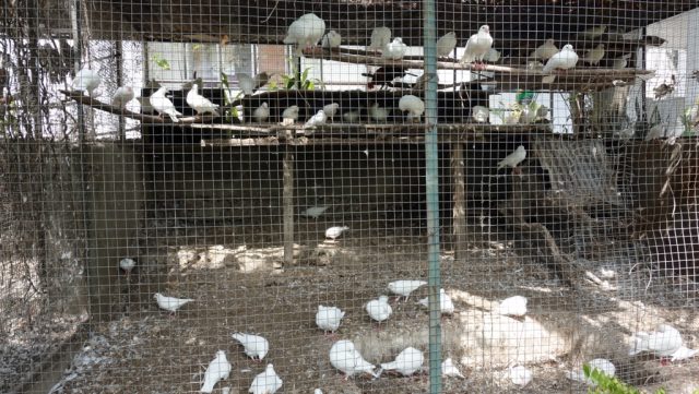 セブ動物園（Cebu Zoo）檻の中の鷹