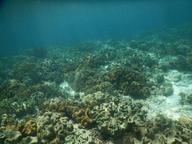 モアルボアル　珊瑚