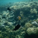 プエルトガレラ サンゴ礁